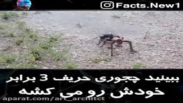 حریف سه برابر خودشو داغون کرد