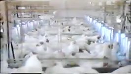 سالن مرغداری مرغ گوشتی سالن پرورش مرغ