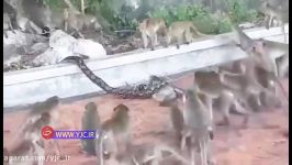 تلاش دیدنی ده‌ها میمون برای نجات دوستشان چنگ مار پیتون