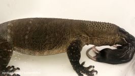 انداختن موش بیچاره جلوی سوسمار  Big lizard eats live rat round  کیفیت FULL HD