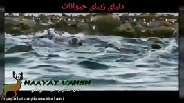 شکار شدن شیر دریایی توسط کوسه سفید کیفیت HD