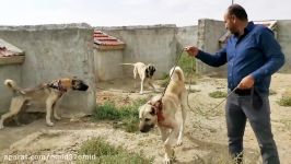 جنگ ونبرد حیوانات  سگ kangal köpekleri