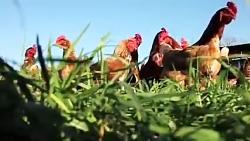 روشهای مختلف پرورش مرغ جمع آوری تخم مرغ در مزرعه