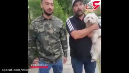 نجات سگ نگون‌بخت چنگال زن تهرانی اقدام بی رحمانه ای همه را خشمگین کرد