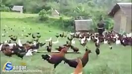 هزارن مرغ خروس درحال چرایی در باغ مزرعه