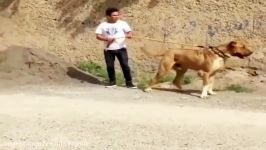 KaNGaL ALaBai Warrior Dogs سگ کانگال