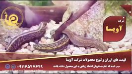 مراکز خرید فروش زالوی طبی در تهران