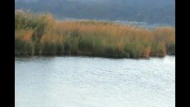 دریاچه زریبای زریوار نیزارهای بلند نا زیبای آن