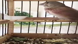 آموزش پرندگان زینتی آواز خواندن زیبای سینه سرخ