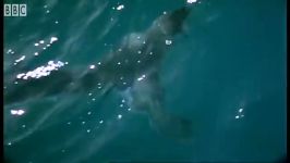 کوسه های سفید انگلیسی  Great White Shark spotted in Britain