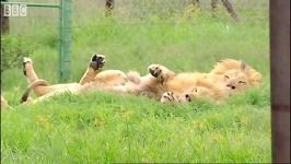 حمله شیر  حیوانات خطرناک  Attacked by a lion Extreme Animals