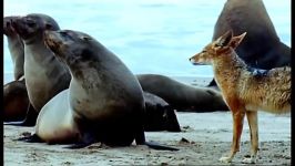 دنیای شگفت انگیز حیوانات  Cape fur seal pups vs black back jackalls