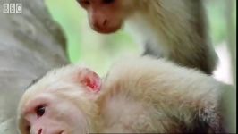 دنیای شگفت انگیز حیوانات  مبارزه میمون ها  Fighting monkeys