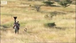 حمله جوجه تیغی وحشی به توله یوزپلنگ  Cute cheetah cub attacked by wild warthog