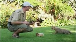 آموزش توله چیتا برای بازی شکار  Teaching cheetah cubs to play hunt