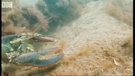 دنیای شگفت انگیز حیوانات  مبارزه لابسترها برای بقا  Lobsters Fighting to Breed