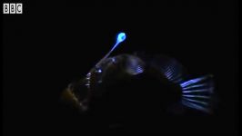 موجودات عجیب در اعماق تاریک اقیانوس  Deep Sea Creatures Exhibit Bioluminescence