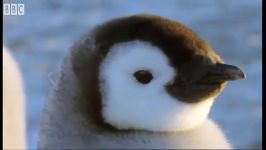 مبارزه پنگوئن امپراطور پلنگ دریایی  Emperor Penguins v Leopard Seal