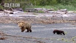 دنیای شگفت انگیز حیوانات  خرس مادر توله های کوچک  Mother Bear and Cubs