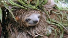 دنیای شگفت انگیز حیوانات  قاتل آمازون  Mouldy Sloth Amazon Assassin