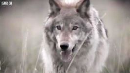 گرگ ها در حال کشتن حیوانات  Wolves developent into pack killing animals