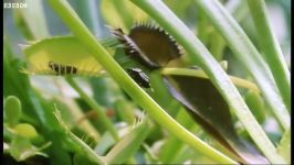 دنیای شگفت انگیز حیوانات  پرواز ونوس در تله  Attenborough Venus Fly Trap