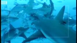 دنیای شگفت انگیز حیوانات  کوسه های باهوش  Shark Rodeo  Smart Sharks