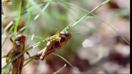 طاعون ملخ در آفریقای وحشی  Plagues of Locusts Wild Africa