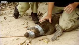 برخورد نزدیک یک تمساح سیامی  Close encounter with a Siamese Crocodile