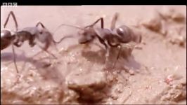 دنیای مورچه ها  زندگی مخفی در زیر زمین  Ants Life in the Undergrowth