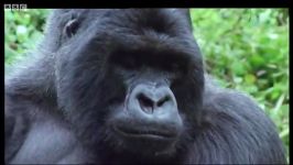 دنیای حیوانات  گوریل پشت نقره ای خانواده  Silverback Gorilla and family