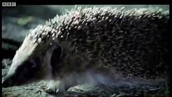 دنیای حیوانات  تشریفات جفتگیری جوجه تیغی ها  Hedgehog Mating Rituals