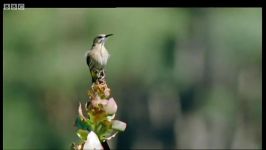 دنیای حیوانات  پرواز پرندگان بالای تپه ها  Birds flying over Cape Highlands