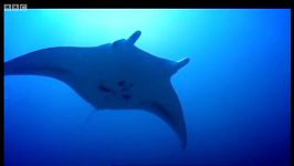 دنیای حیوانات  غواصی سفره ماهی غول پیکر  Diving with giant Manta Rays