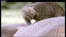 دنیای حیوانات  یک ناهار رایگان برای دسته ها  A free lunch for banded mongooses