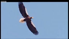 حمله بزرگ ترین عقاب جهان به پرنده ها  Worlds largest eagle attacks birds