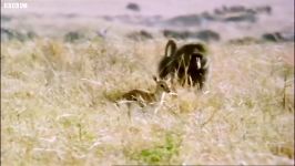 دنیای حیوانات  حمله بابون به بچه غزال  Baboon vs Baby Gazelle