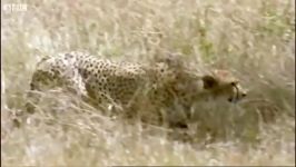 شکار  حمله یوزپلنگ جوان به بز کوهی جوان  Young cheetahs attack young antelope