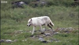 دنیای حیوانات  شکار گوزن شمالی توسط گرگ ها  Wolves hunting Caribou