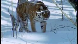 دنیای حیوانات  زندگی ببر های سیبری  The Siberian Tiger