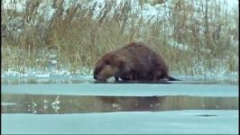 دنیای حیوانات  زندگی سگ های آبی در برف  Beavers in the Snow