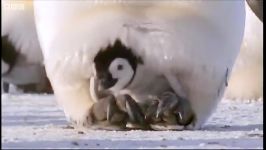 دنیای حیوانات  پنگوئن های امپراطور  Emperor penguins