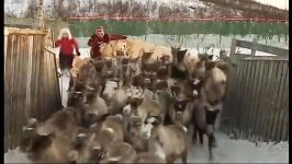 دنیای حیوانات  گله گوزن ها  Herding the Reindeer Girls