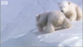 توله خرس قطبی بر روی یخ های قطب شمال  Polar bear cubs out on the Arctic ice