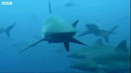 کوسه های سرچکشی در آب های کاستاریکا  Hammerhead Sharks Gather In Costa Rica