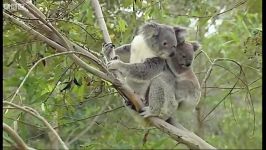 دنیای شگفت انگیز حیوانات  تولید مثل کوآلا  Koala Breeding Making Animal Babies