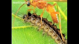 Zombie caterpillar controlled by voodoo wasps