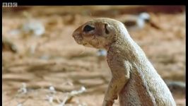 دنیای حیوانات  سنجاب های زمینی مار کبری  Ground Squirrels tease a Cape Cobra