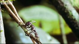 Cordyceps attack of the killer fungi