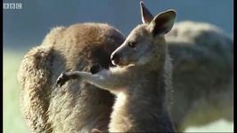 دنیای شگفت انگیز حیوانات  مبارزه بوکس کانگوروها  Kangaroo Boxing